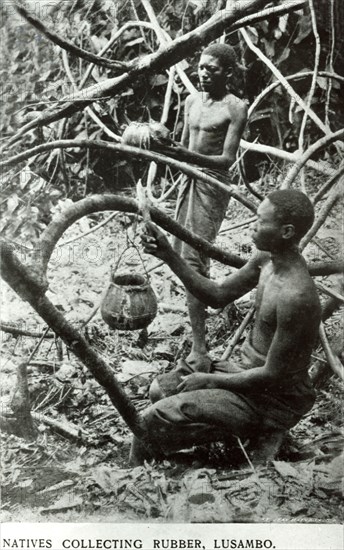 Congolese slaves tapping latex. Two male slaves tap rubber trees for latex on a colonial plantation operating under King Leopold II's terror regime. Lusambo, Congo Free State (Democratic Republic of Congo), circa 1905. Lusambo, Kasai Oriental, Congo, Democratic Republic of, Central Africa, Africa.