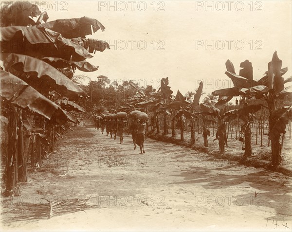 Transporting cocoa. A group of slaves on a cocoa plantation transport sacks of harvested cacao pods on their heads. The workers were enslaved under King Leopold II's terror regime. Congo Free State (Democratic Republic of Congo), circa 1905. Congo, Democratic Republic of, Central Africa, Africa.