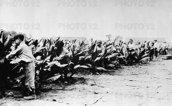 Children picking cotton. Several young boys pick cotton on a plantation in the American South. United States of America, circa 1930. United States of America, North America, North America .