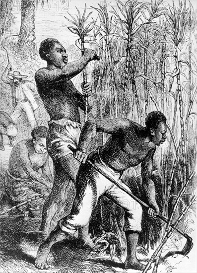Sugar cane slaves. Slaves hard at work on a plantation, harvesting sugar cane and tending the land. Their European overseer brandishes a whip in the background. Caribbean, circa 1825., Caribbean, North America .