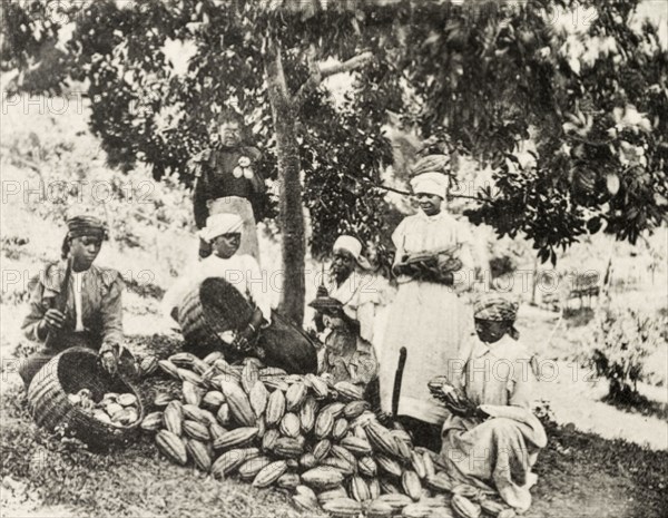 Pulping cocoa', Jamaica. A group of Jamaican women work their way through a pile of harvested cacao pods, cracking them open with machetes to extract the beans and pulp inside. Jamaica, circa 1905. Jamaica, Caribbean, North America .