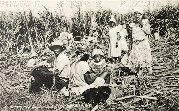 Sugar cane workers, St Kitts. Families of workers harvest sugar cane on a plantation in the British West Indies. An original caption comments: "The heat here is severe. It is pretty hard on (the workers) the long continued strain under tropical sun". St Christopher (St Kitts), circa 1930. St Kitts and Nevis, Caribbean, North America .