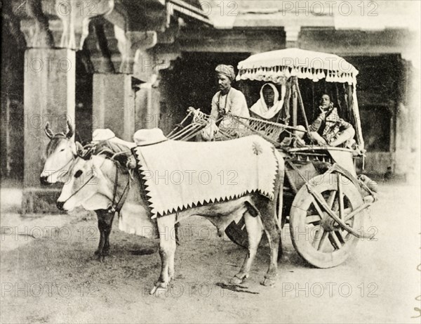 A cattle-drawn ekka. Two cattle are tethered to a covered ekka (small carriage) containing passengers. Punjab, India, circa 1900., Punjab, India, Southern Asia, Asia.
