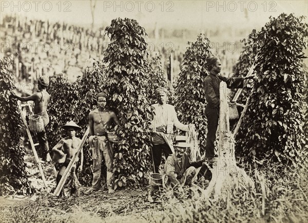 South east Asian pepper pickers. A group of male workers harvest pepper spikes from vines growing on a plantation. The men are characteristically south east Asian in appearance, the conical straw hat worn by one suggesting a location of Vietnam. South East Asia, circa 1920., South East Asia, Asia.