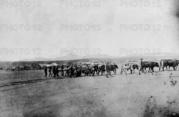 Boer War artillery. British Army officers use cattle to move a large piece of artillery through a military camp during the Second Boer War (1899-1902). South Africa, circa 1900. South Africa, Southern Africa, Africa.