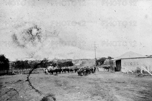 Cattle outside a store. A small herd of cattle are yoked together on the road outside a town store. South Africa, circa 1900. South Africa, Southern Africa, Africa.