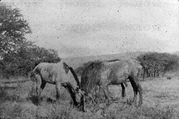 Three horses grazing, South Africa. Three horses graze in a paddock. This photograph was taken during the Second Boer War (1899-1902) and the horses featured may well be miltary animals from a British Army cavalry regiment. South Africa, circa 1900. South Africa, Southern Africa, Africa.