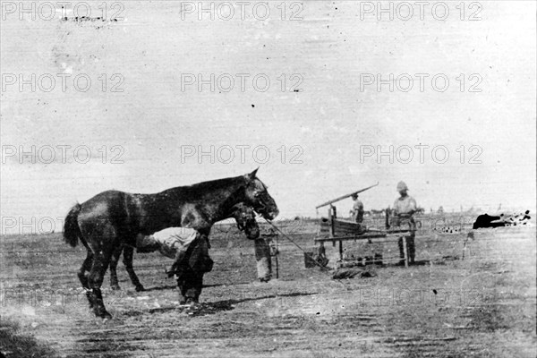 A portable forge during the Second Boer War. A horse belonging to the 64th Battery Royal Field Artillery is shod at a portable forge during the Second Boer War (1899-1902). South Africa, circa 1900. South Africa, Southern Africa, Africa.