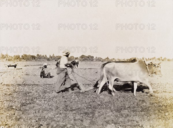 Tilling the land at Sukkur. A farm labourer tills the land, guiding a cattle-drawn plough through the earth as he walks. Sukkur, Sind, India (Sindh, Pakistan), circa 1908. Sukkur, Sindh, Pakistan, Southern Asia, Asia.