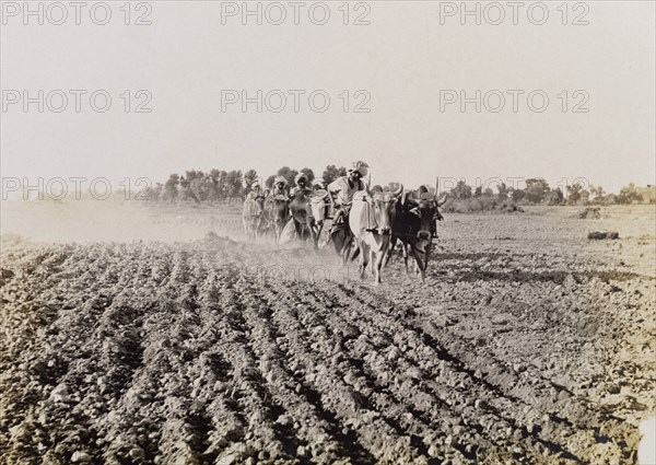 Tilling the land at Sukkur. Farm labourers till the land, guiding cattle-drawn ploughs through the earth as they walk. Sukkur, Sind, India (Sindh, Pakistan), circa 1908. Sukkur, Sindh, Pakistan, Southern Asia, Asia.