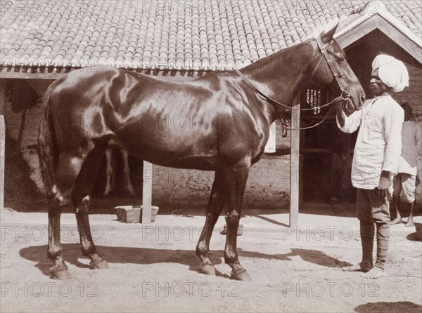 Indian 'syce' with a horse. An Indian 'syce' (hostler) poses in profile, holding the reins of a sleek, well-groomed horse outside farm stables in Karachi. Karachi, Sind, India (Sindh, Pakistan), circa 1910. Karachi, Sindh, Pakistan, Southern Asia, Asia.