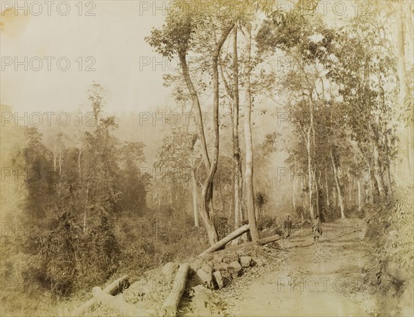 The Morgandine Pass. Trees line a rough track at the Morgandine Pass. Timbers lying beside the path suggest evidence of logging activity. Burma (Myanmar), circa 1891. Burma (Myanmar), South East Asia, Asia.