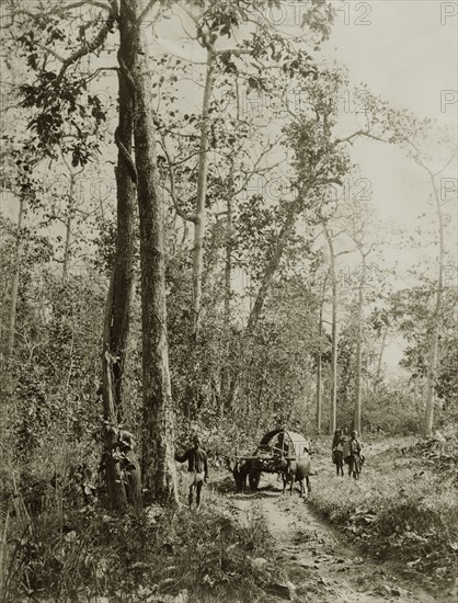 The Morgandine Pass. A covered cart pulled by bullocks makes its way along a rough track at the Morgandine Pass. Burma (Myanmar), circa 1891. Burma (Myanmar), South East Asia, Asia.