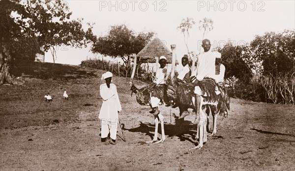 Riding ostriches at Wad Madani. Four Sudanese men and boys ride ostriches at Wad Madani, guided along a dirt road by a fifth man. Wad Madani, Sudan, circa 1910. Wad Madani, Al Jazirah, Sudan, Eastern Africa, Africa.