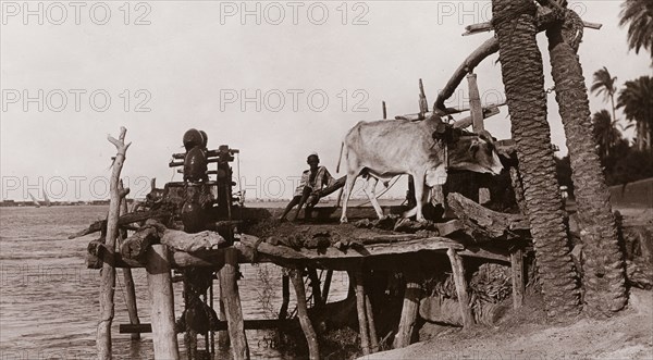 An ox-driven 'sakian'. An ox walks in circles to power a water wheel or 'sakian' (meaning 'saxon') on the banks of the River Nile. Khartoum, Sudan, circa 1910. Khartoum, Khartoum, Sudan, Eastern Africa, Africa.