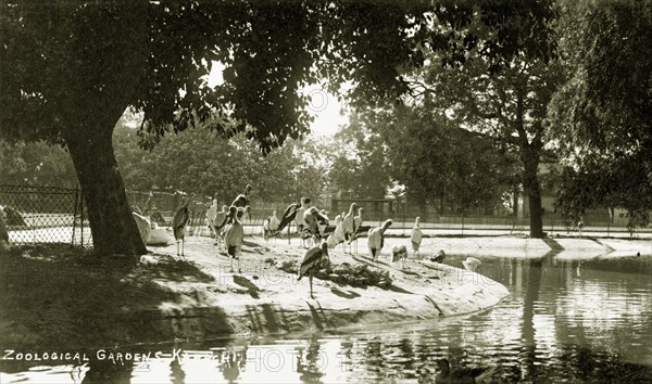 Storks in the Zoological Gardens of Karachi. Several storks preen themselves beside a pool inside an enclosure at the Zoological Gardens of Karachi. Karachi, India (Pakistan), circa 1910. Karachi, Sindh, Pakistan, Southern Asia, Asia.