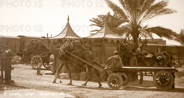 A camel cart in Karachi. A harnessed camel pulls an empty cart past several bullock-driven carts travelling in the other direction. Karachi, India (Pakistan), circa 1910. Karachi, Sindh, Pakistan, Southern Asia, Asia.