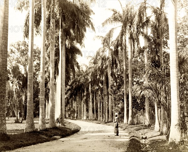 Cabbage Palm Walk, Ceylon. The Cabbage Palm Walk at Peradeniya Botanic Gardens. Kandy, Ceylon (Sri Lanka), circa 1900. Kandy, Central (Sri Lanka), Sri Lanka, Southern Asia, Asia.