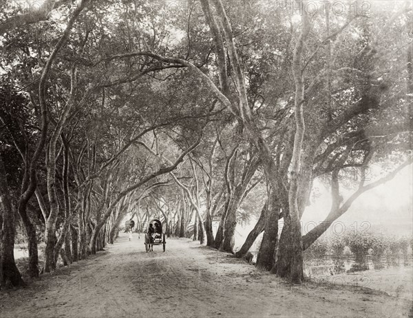 A rural road near Kandy. A small horse-drawn cart makes its way along an avenue of flame trees and well-watered fields. Near Kandy, Ceylon (Sri Lanka), circa March 1901., Central (Sri Lanka), Sri Lanka, Southern Asia, Asia.