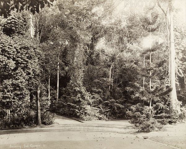 Botanical gardens, Singapore. A fork in the path leads through trees and ferns in Singapore's botanical gardens. Singapore, Straits Settlements (Singapore), circa 1895. Singapore, Central (Singapore), Singapore, South East Asia, Asia.