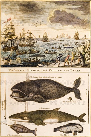Whaling and bear hunting in Alaska. An illustration published in England depicts scenes of whale and bear hunting in Alaska. The sea is crowded with whale hunters in ships and rowing boats, whilst men on foot hunt bears with spears and clubs on the surrounding ice floes. A diagram below depicts three species of whale and a walrus, together with a harpoon and spear. Alaska, United States of America, circa 1746., Alaska, United States of America, North America, North America .