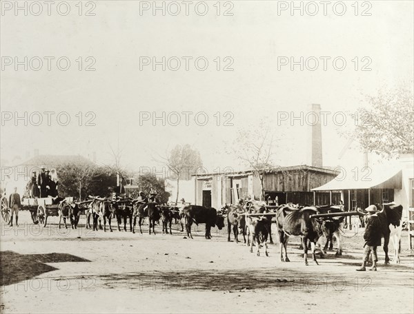 A cattle-drawn wedding procession, South Africa. A newly-wed African couple stand on the back of an open wagon as they are pulled along a street by a team of yoked cattle. Townspeople, including several white Afrikaners, come out of their houses to watch the procession as it passes. South Africa, circa 1895. South Africa, Southern Africa, Africa.