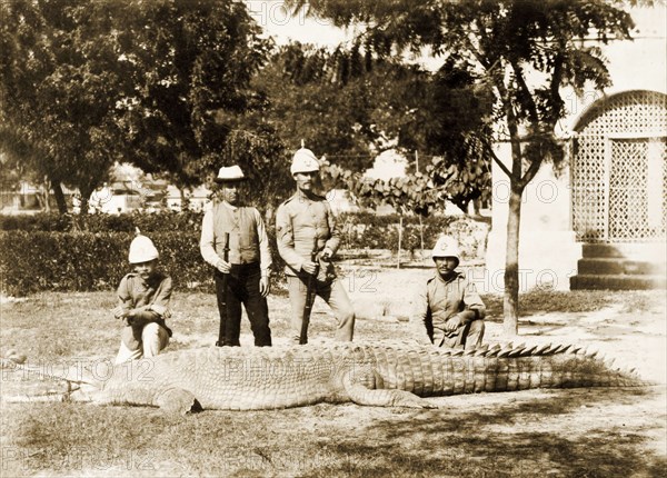 Posing beside an Indian gharial. British Indian Army officers pose with their guns beside the carcass of a full-grown Indian gharial (Gavialis gangeticus), shot by the Sergeant Major standing second from left. Possibly Bengal, India (Bangladesh), circa 1895. Bangladesh, Southern Asia, Asia.