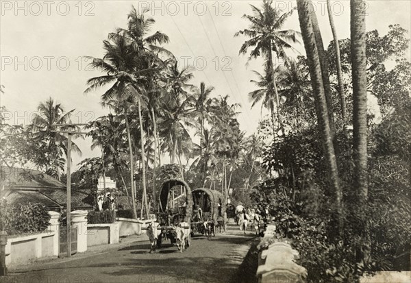 Cattle-drawn carts in Colombo. Covered carts drawn by pairs of yoked cattle process along a tree-lined road in the centre of Colombo. Colombo, Ceylon (Sri Lanka), circa 1901. Colombo, West (Sri Lanka), Sri Lanka, Southern Asia, Asia.