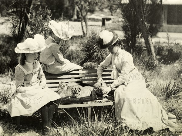 Playing with tiger cubs at Perth Zoo. Annie Lawley (right) and her daughters, Ursula (left) and Cecilia, play with tiger cubs on a bench at Perth Zoo. Perth, Australia, circa 1901. Perth, West Australia, Australia, Australia, Oceania.