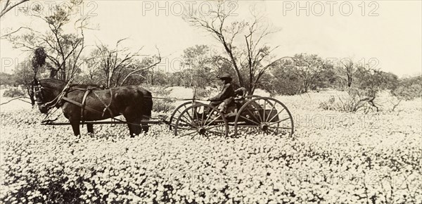Sir Lawley drives through a field of wild flowers. Sir Arthur Lawley, Governor of Western Australia, drives a horse-drawn carriage through a field of wild flowers. Western Australia, Australia, circa 1901. Perth, West Australia, Australia, Australia, Oceania.