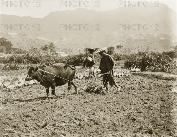 A Chinese farmer harrows a field. A Chinese farmer uses a harrow, dragged by a cow, to cultivate the surface soil of a field. Another farm labourer herds ducks through the field with the aid of a long pole. China, circa 1903. China, People's Republic of, Eastern Asia, Asia.