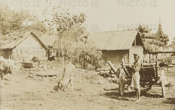 Burmese dwellings near the Shwenandaw Monastery. Burmese dwellings in front of the Shwenandaw Monastery. A boy wearing a traditional 'longyi' stands beside an empty cart, whilst free-roaming cattle graze nearby. Mandalay, Burma (Myanmar), circa 1926. Mandalay, Mandalay, Burma (Myanmar), South East Asia, Asia.