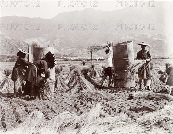 Harvesting rice by hand. Farm workers harvest a rice crop by hand, gathering the cut grass into sheaves before depositing it into tall, wicker baskets. China, circa 1905. China, People's Republic of, Eastern Asia, Asia.