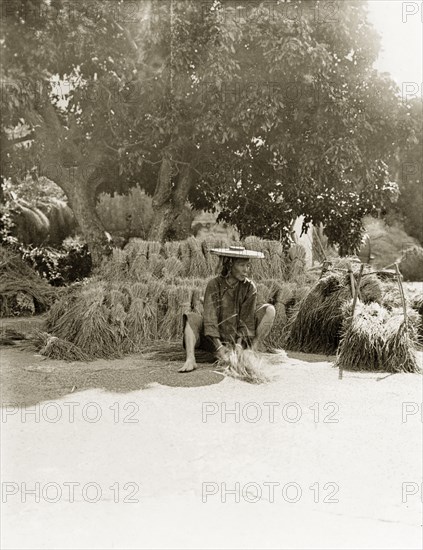 Thrashing sheaves of rice by hand. A Chinese women, wearing a wide-brimmed straw hat, thrashes sheaves of rice grass on the ground in front of her to separate the grains from the straw. China, circa 1905. China, People's Republic of, Eastern Asia, Asia.