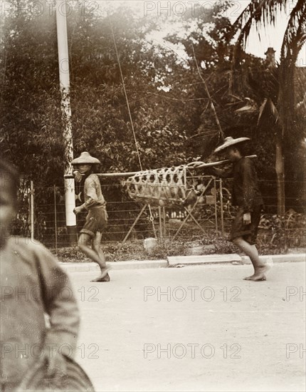 Usual method of carrying a pig'. Two Chinese men carry a pig in a wicker cage suspended from a pole. Hong Kong, China, circa 1905., Hong Kong, China, People's Republic of, Eastern Asia, Asia.