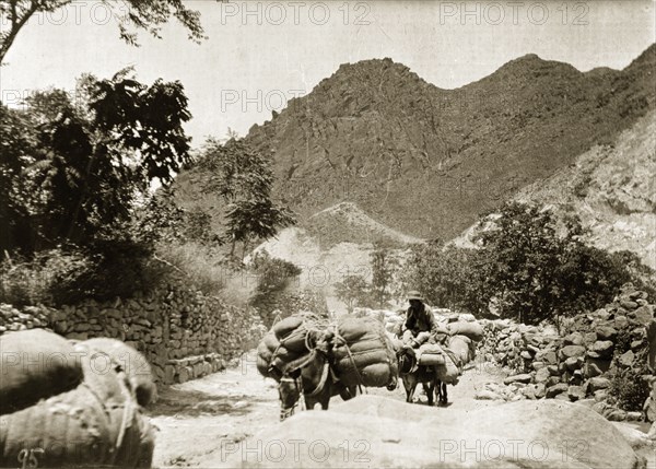 Transporting supplies at Nankou Pass, China. A trail of heavily laden donkeys transport sacks of supplies, possibly maize or millet, along Nankou Pass in the mountains of Manchuria. Hebei Province, China, circa 1910., Hebei, China, People's Republic of, Eastern Asia, Asia.