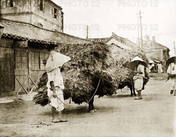 Bulls laden with pine branches. Two harnessed bulls stand in the street, laden with huge bundles of dried pine branches to be used for fuel. Their masters stand nearby, wearing large, conical hats that extend to their shoulders. Seoul, Korea (South Korea), circa 1920. Seoul, Special City, South Korea, Eastern Asia, Asia.