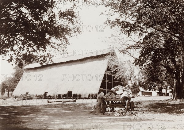 Tobacco curing shed. A large A-frame tobacco shed with a thatched roof provides a well-ventilated shelter for curing tobacco. An original caption comments 'Virginia tobacco was a popular and profitable cash crop'. Tobacco would be harvested and kept inside sheds such as this for several weeks, allowing the leaves to become naturally air-cured. South Africa, October 1905. South Africa, Southern Africa, Africa.