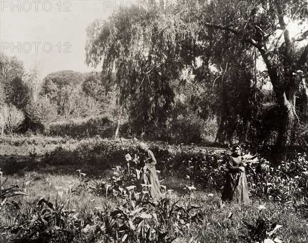 Women gathering lilies. Two Cape Malay women gather lilies in a field. Cape Town, South Africa, 1897. Cape Town, West Cape, South Africa, Southern Africa, Africa.