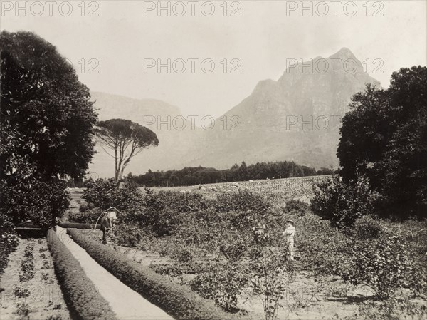 Cecil Rhodes' rose garden. View over Cecil Rhodes' rose garden looking towards Table Mountain and the Lion's Head. Cape Town, South Africa, 1897. Cape Town, West Cape, South Africa, Southern Africa, Africa.