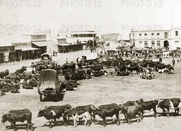 Teams of oxen at a resting place. Teams of oxen pulling wagons are stationed in a resting place on a wide street in Kimberley. Kimberley, South Africa, circa 1897. Kimberley, North Cape, South Africa, Southern Africa, Africa.
