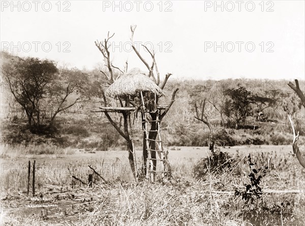 Seeking out game. Three Lozi men sit atop a tall viewing platform on the look out for game to hunt. Probably Northern Rhodesia (Zambia), circa 1900. Zambia, Southern Africa, Africa.