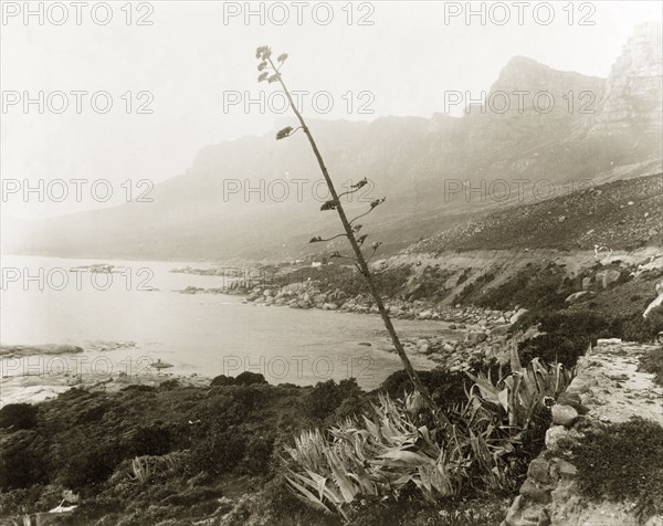 Camps Bay, Cape Town. View over Camps Bay with the Twelve Apostles Mountain Range in the distance. Cape Town, South Africa, circa 1898. Cape Town, West Cape, South Africa, Southern Africa, Africa.
