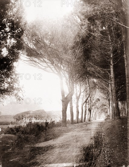 Avenue at Groote Schuur estate. View down a tree-lined avenue in the grounds of Groote Schuur estate. Cecil Rhodes' house can be seen in the distance, situated on the eastern slope of Devil's Peak. Cape Town, South Africa, circa 1900. Cape Town, West Cape, South Africa, Southern Africa, Africa.