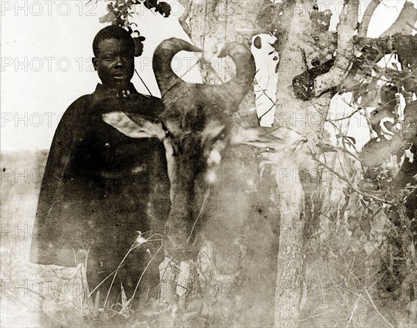 The head of a wildebeest. An African man poses beside the severed, horned head of a wildebeest, which has been strung from the branch of a tree as a hunting trophy. Probably Rhodesia (Zimbabwe), circa 1897. Zimbabwe, Southern Africa, Africa.