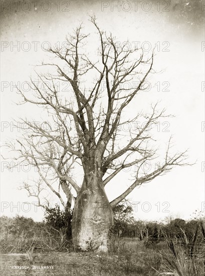 A Baobab tree. A tall Baobab tree (Adansonia digitata) with a swollen trunk, located near the Zambezi River. Rhodesia (Zimbabwe), circa 1897. Zimbabwe, Central Africa, Oceania.