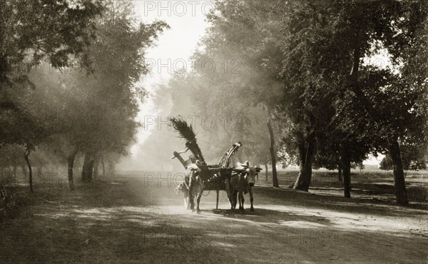 On the Grand Trunk Road'. Two cattle, harnessed to a laden cart, travel along a tree-lined section of the Grand Trunk Road, one of South Asia's oldest and longest major roads. North West Frontier Province, India (Pakistan), circa 1925., North West Frontier Province, Pakistan, Southern Asia, Asia.