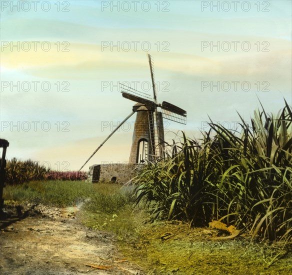 Windmill on a sugar plantation. A windmill punctuates the skyline at a sugar plantation. Barbados, circa 1910. Barbados, Caribbean, North America .