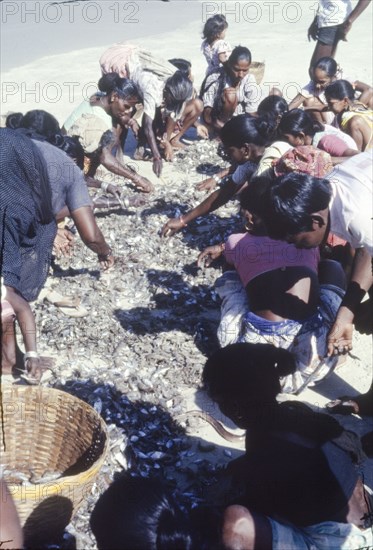 Sorting a fish catch in India. Indian women and children sort through a morning's fish catch, most of which appears to be shrimp. Colva Beach, Goa, India, circa 1985. Colva Beach, Goa, India, Southern Asia, Asia.