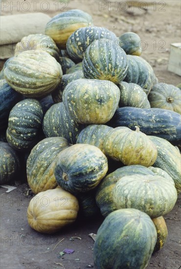 Squash. A pile of green squashes, heaped on the ground at a fruit and vegetable market in Goa. Goa, India., Goa, India, Southern Asia, Asia.